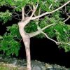 nature_lady_tree.jpg nature_lady_tree.jpg