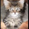 Kedi.jpg