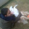 Reis Reis