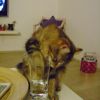DSC07443 DSC07443