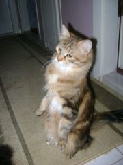 Miaaaa :)