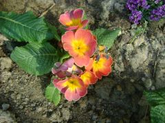 DSC08475