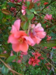 DSC08467