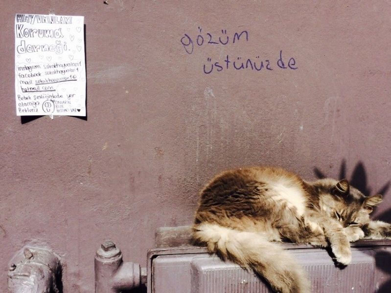 Bizim İstanbul-İzmir hattı kedileri