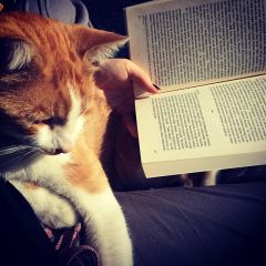En çok sevdikleri..Kitap ve kedi