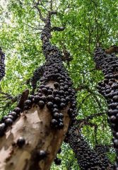 JABUTICABA