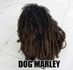 Dog Marley:)