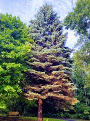 Bir Garip Çam Ağacı - Yeşilin Elli Tonu