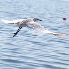 Egretta