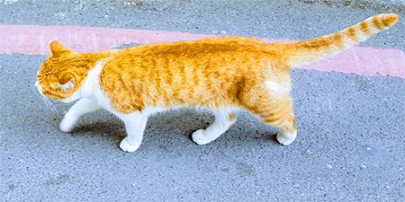 Uzmanlara Göre Kedinizin Mobilyalarınızı Tırmalamasını Önlemek İstiyorsanız Bunları Yapmalısınız