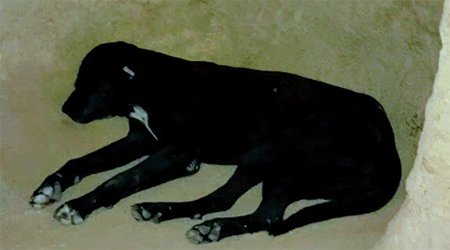 Köpek öyle sakin ki, her yüzmeye gittiğinde uykuya dalıyor
