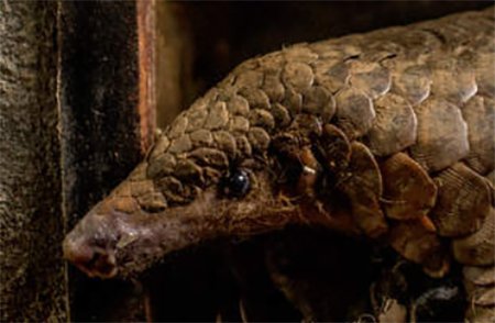 Pangolin Kaçakçılığı Koronavirüs Salgınına Neden Oldu mu?