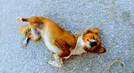 Sevimli Köpek Sahibinin Geri Park Etmesine Havlama Sensörünü Çalıştırarak Yardımcı Oluyor