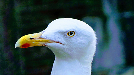 Toprak Anaya Saygı İçin En Güzel Vahşi Yaşam Fotoğrafları