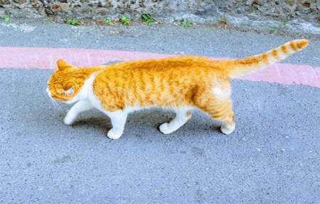 Uluslararası Kedi Günü: Çocukların kendilerini daha iyi hissetmelerine yardımcı olmak için gözlük takan kedicik Truffles ile tanışın