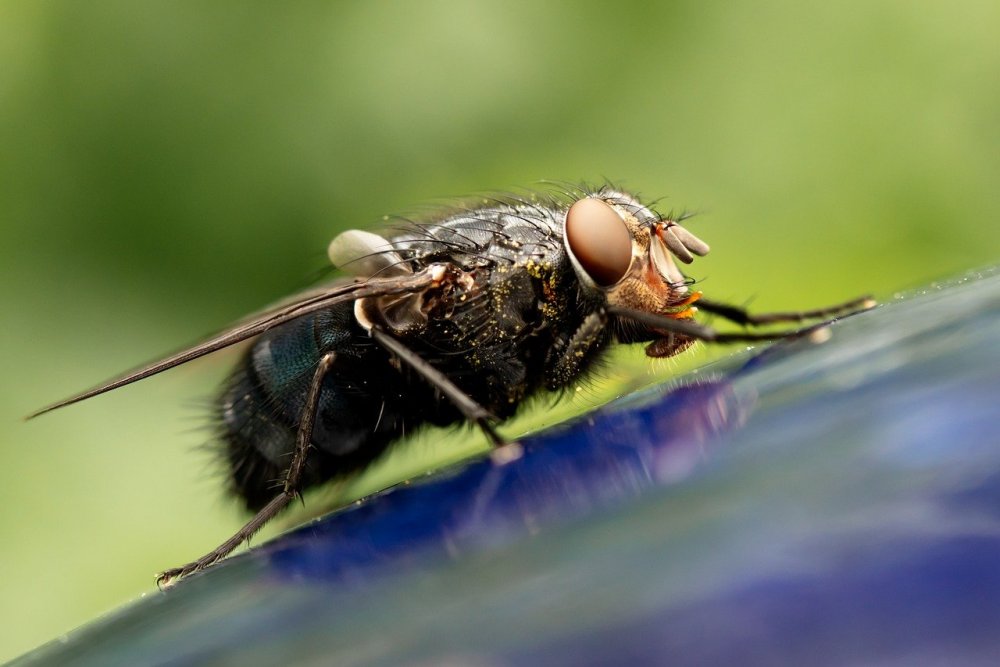 housefly-6221535.jpg