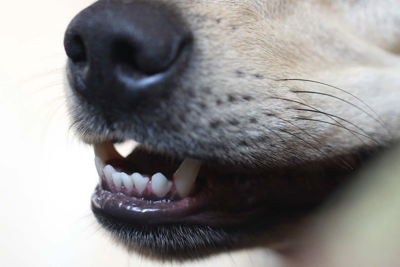 İstanbul'un sokak köpekleri ve kedileri programı, uğruna çaba gösterilmesi gereken bir şey