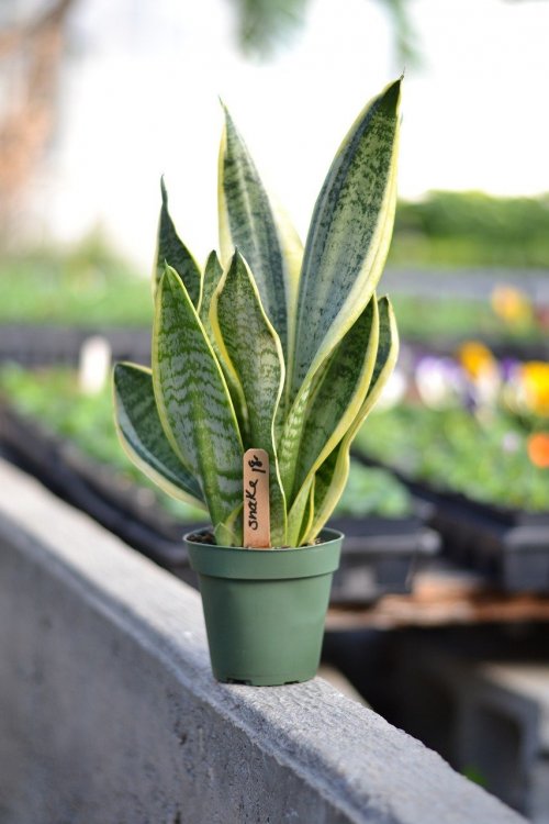 snake-plant-4985304.jpg