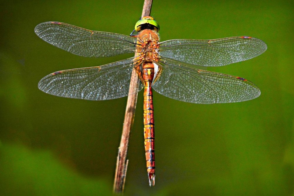 dragonfly-4290334.jpg