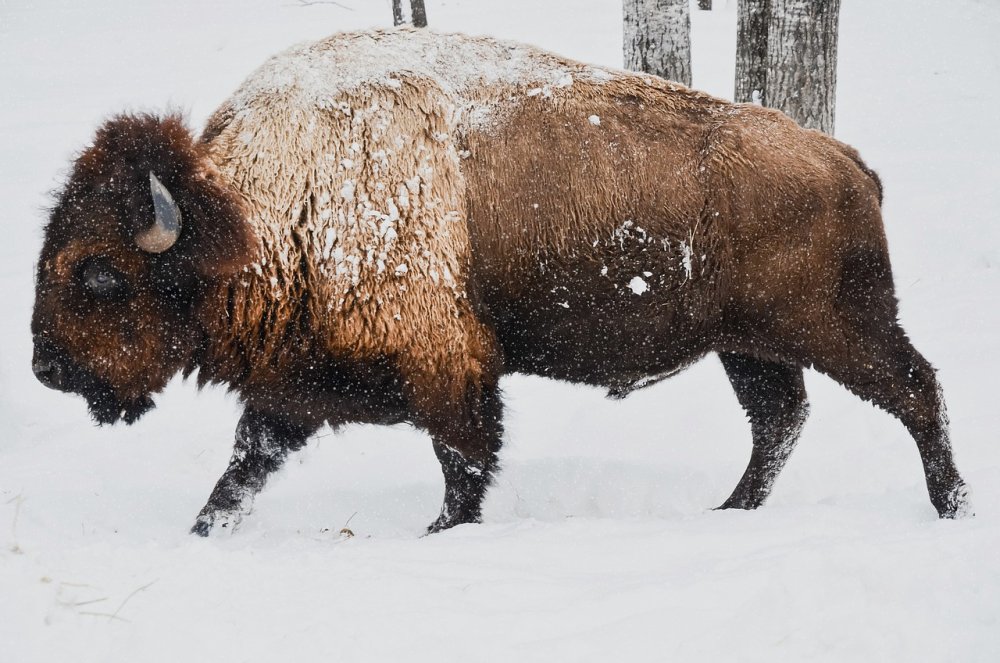bison-1114091.jpg