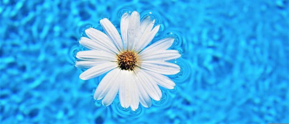 daisy-flower-5147010.jpg