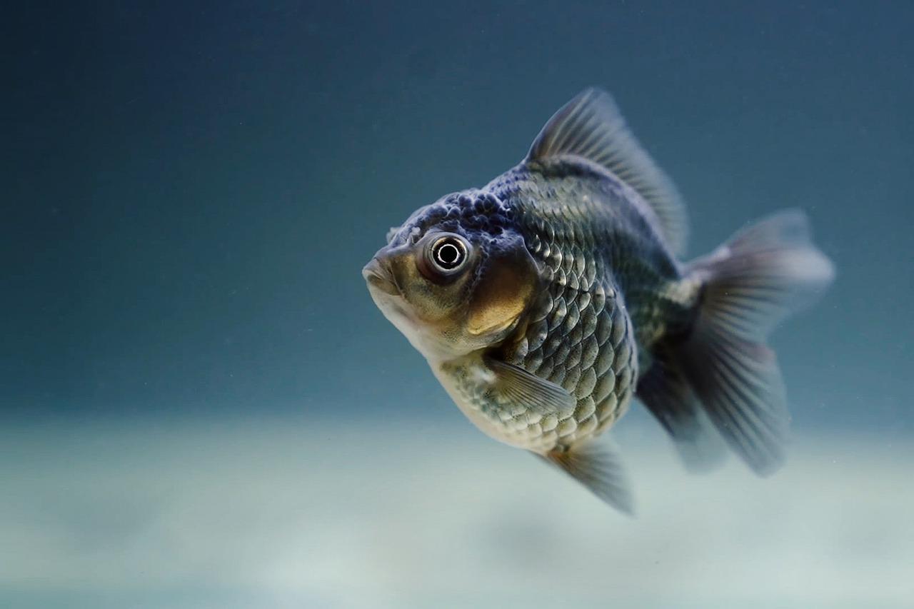 Amerika Texas Eyaletinde Bir Balıkçı Nadir Görülen Leopar RedFish Yakaladı
