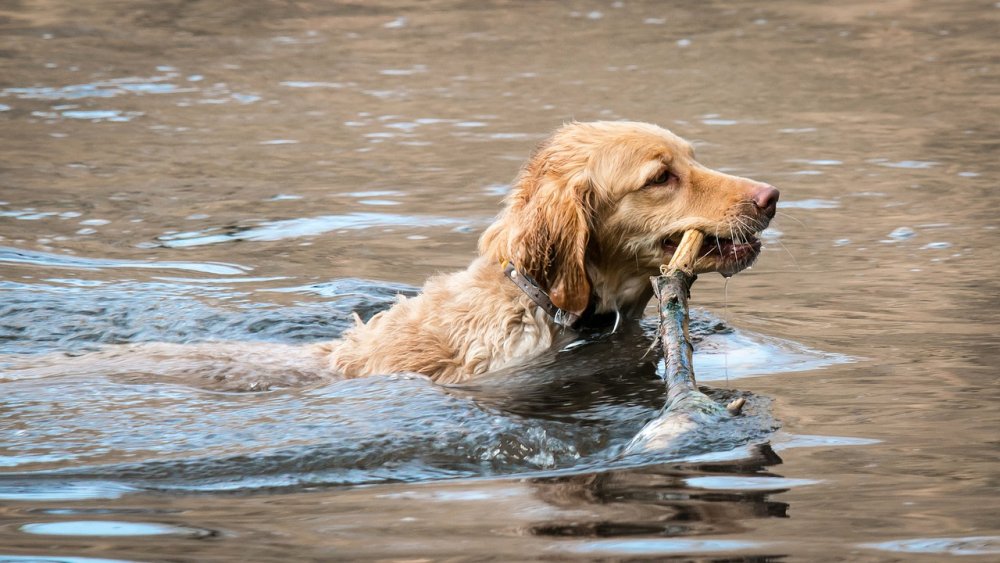 golden-retriever-2203212.jpg