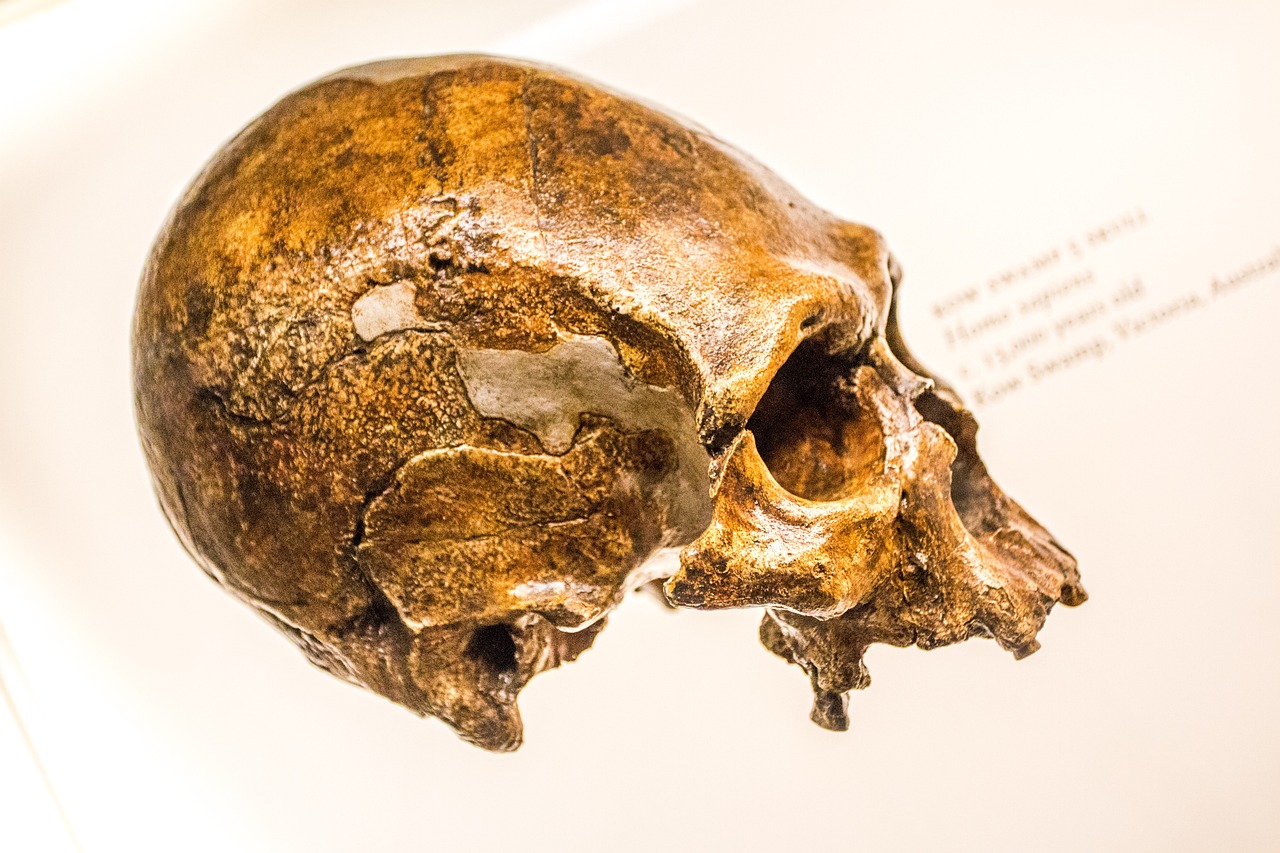Neandertaller 70 bin yıl önce bakliyatla yemek pişirdi