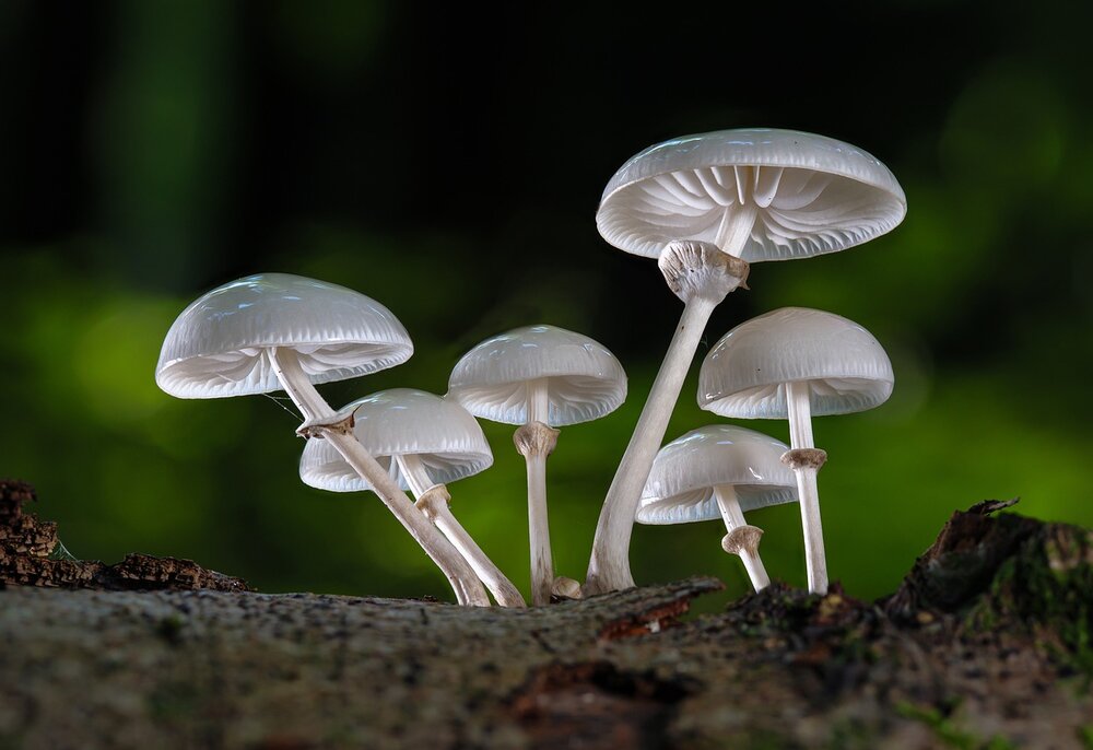 mushrooms-5580235.jpg