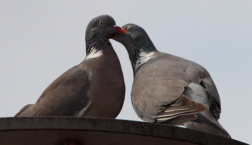 pigeons-413073.jpg