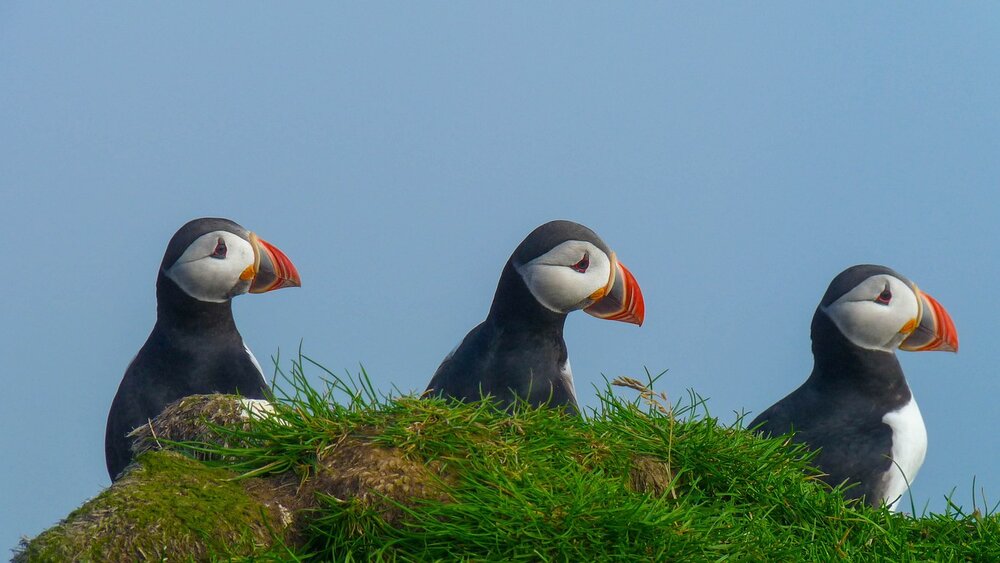 puffin-6387340.jpg