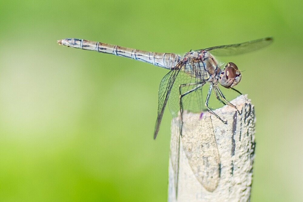 dragonfly-744480.jpg