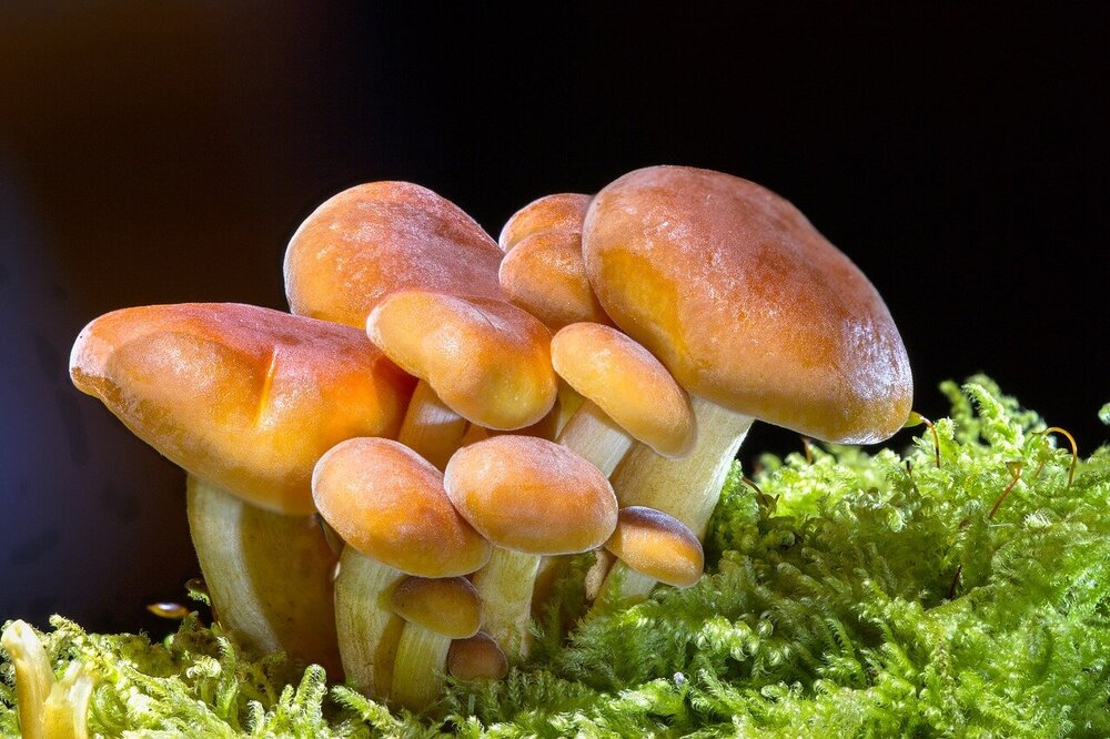 mushrooms-2279558.jpg