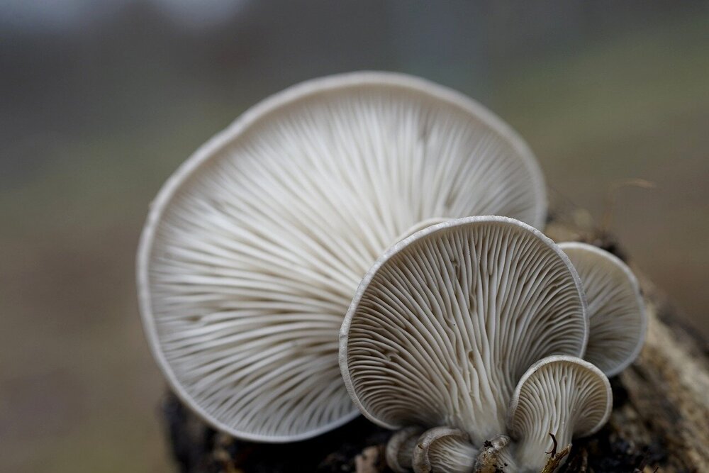 oyster-mushrooms-7742902.jpg