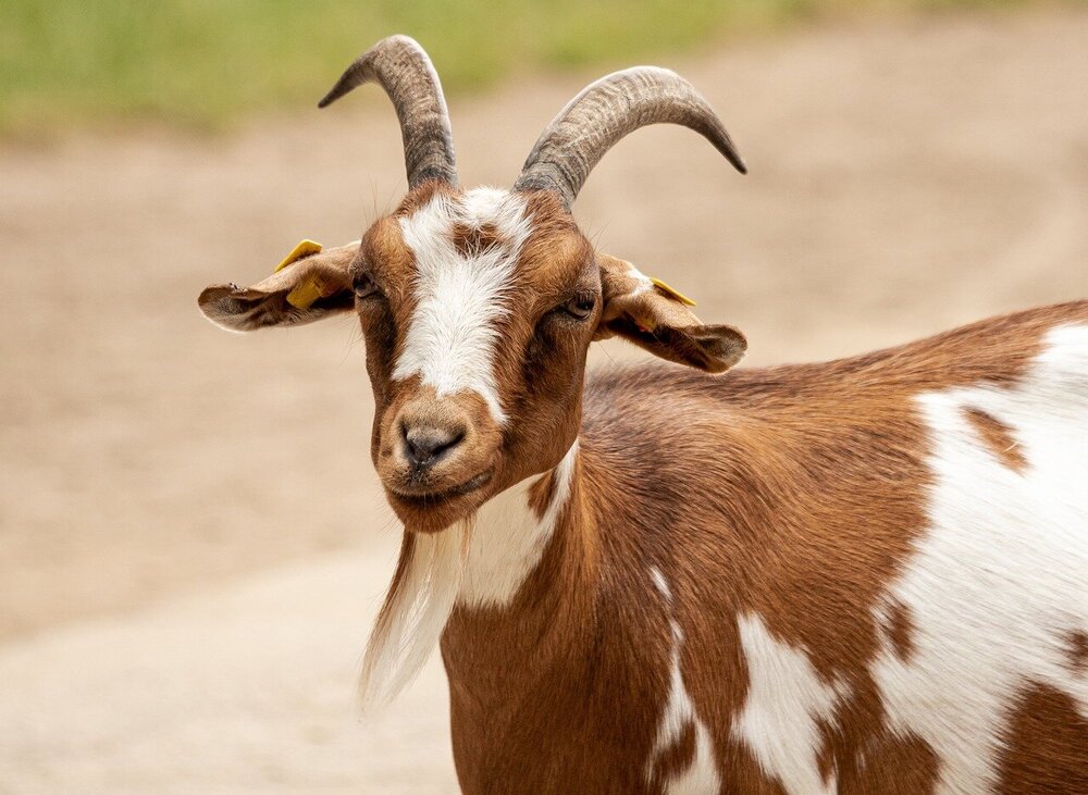 goat-5535783.jpg