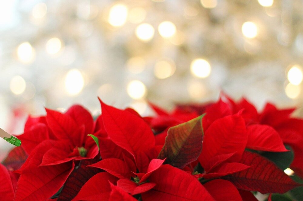 poinsettia-3024434.jpg