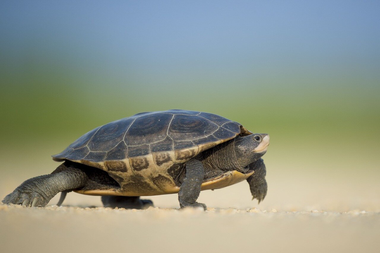 Elektrikli Araçlarda Kaplumbağa (Turtle) Modu Nedir?