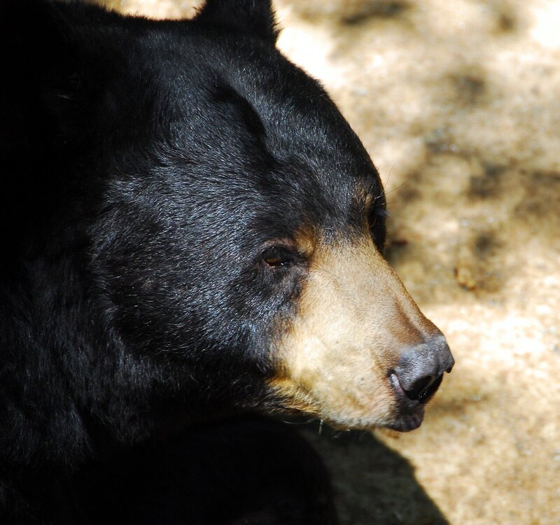 black-bear-1703700.jpg