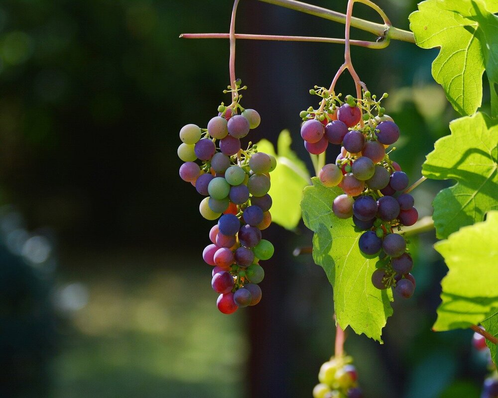 grapes-1659118.jpg