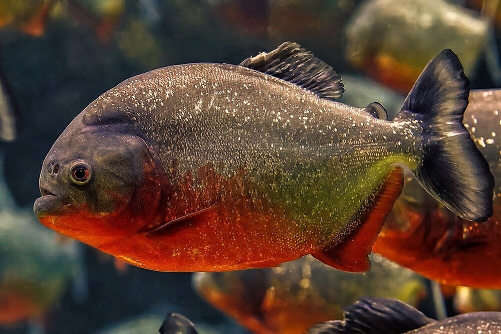 piranha-5918098.jpg