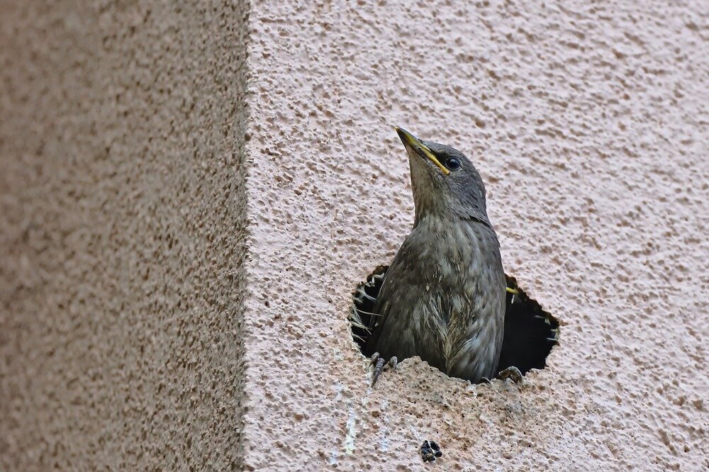 starling-8012433.jpg