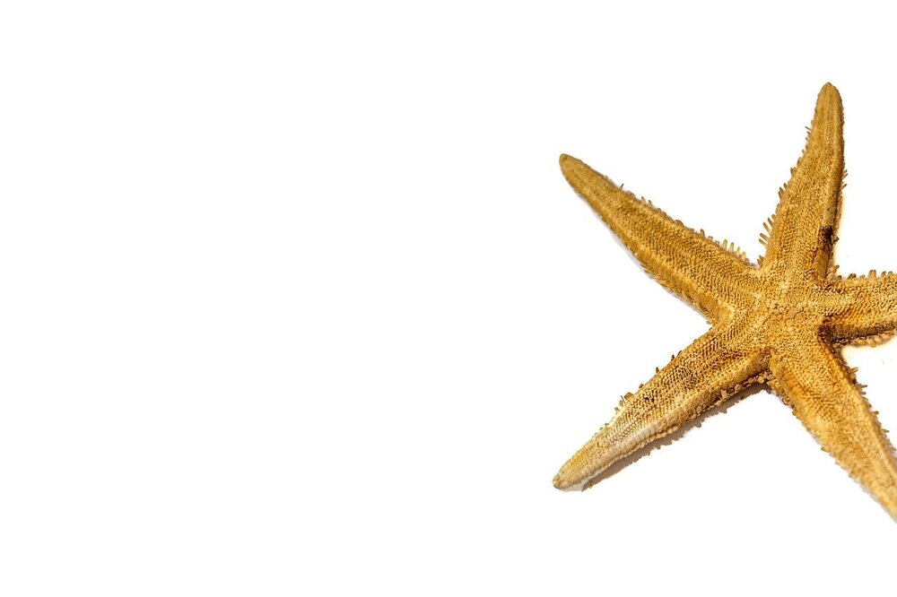 starfish-1030315.jpg