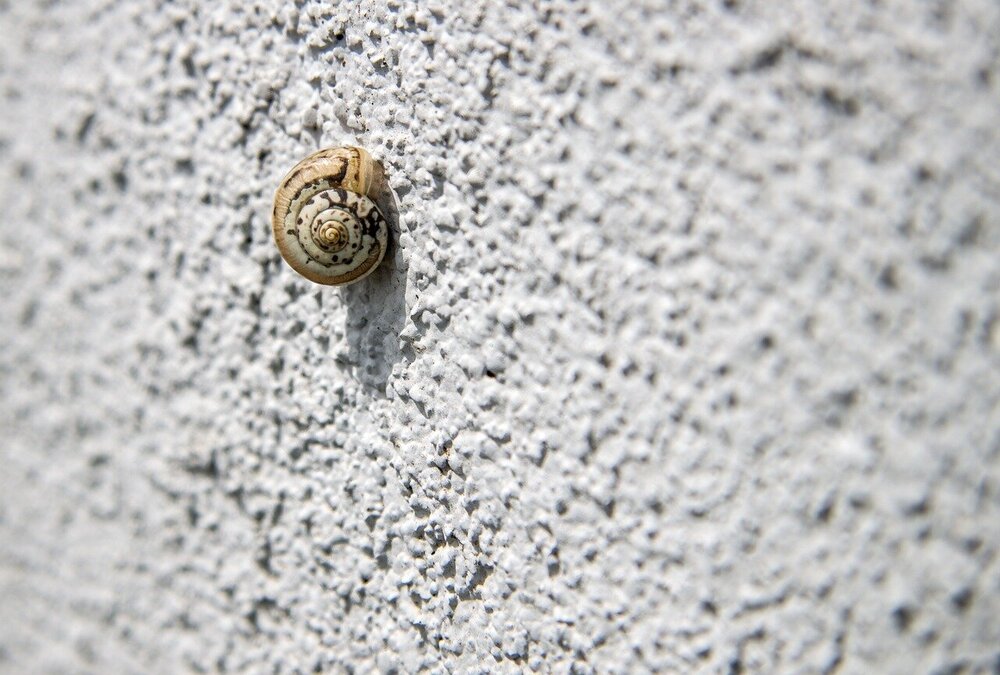 snail-1792651.jpg