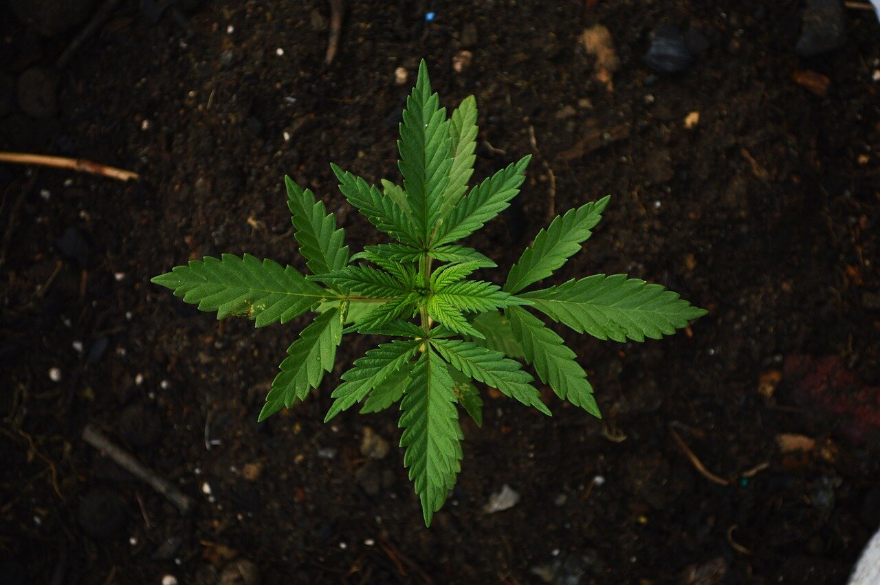 Yeni araştırma bulguları, ağır marihuana kullanımının kaygı bozukluklarını tetikleyebileceğini gösteriyor. Bu yaş grubu en fazla risk altında