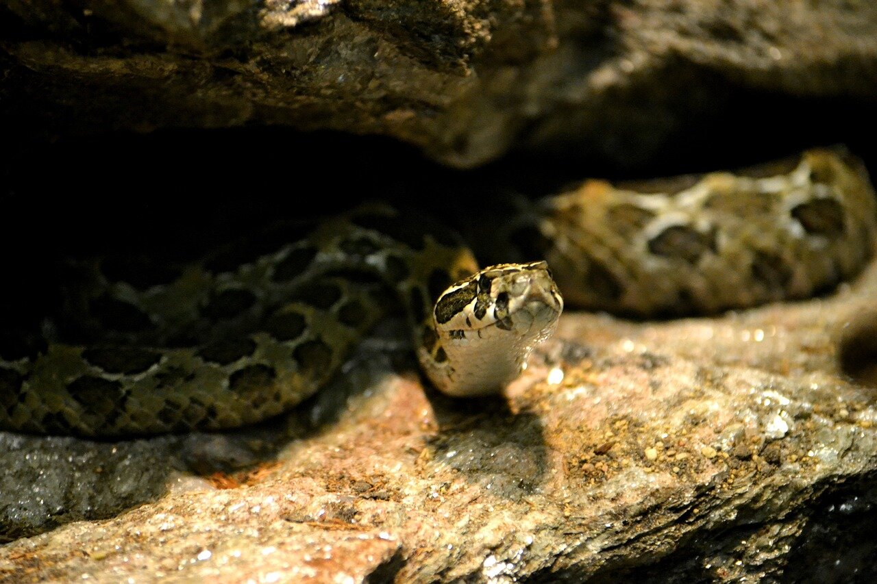 Titanoboa ile Tanışın: Dünyanın En Büyük Yılanı Ne Kadar Büyük?