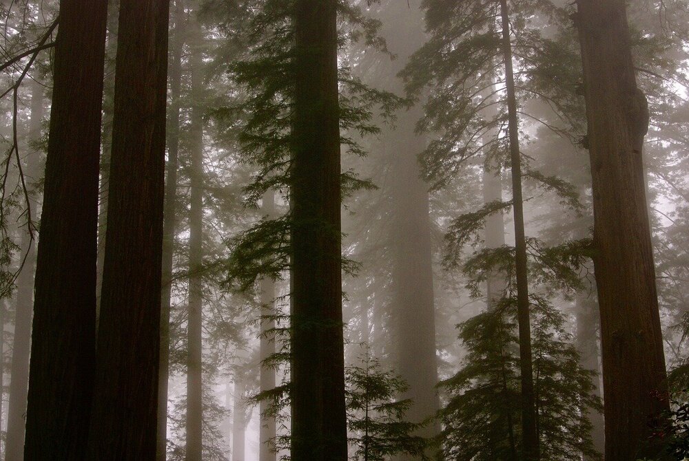 redwoods-6007436.jpg