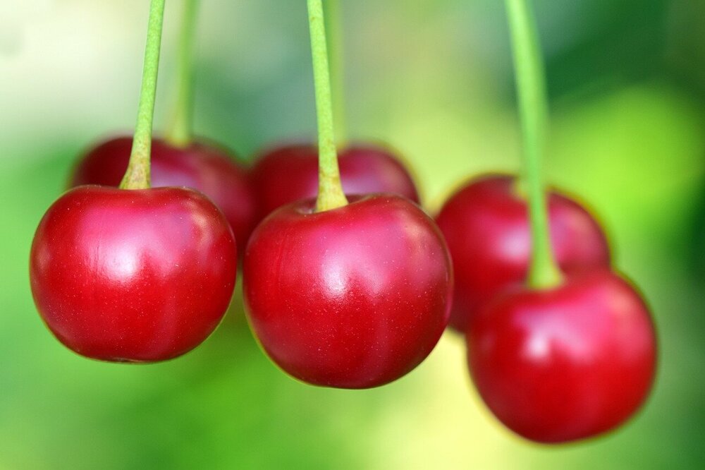 cherries-3477927.jpg