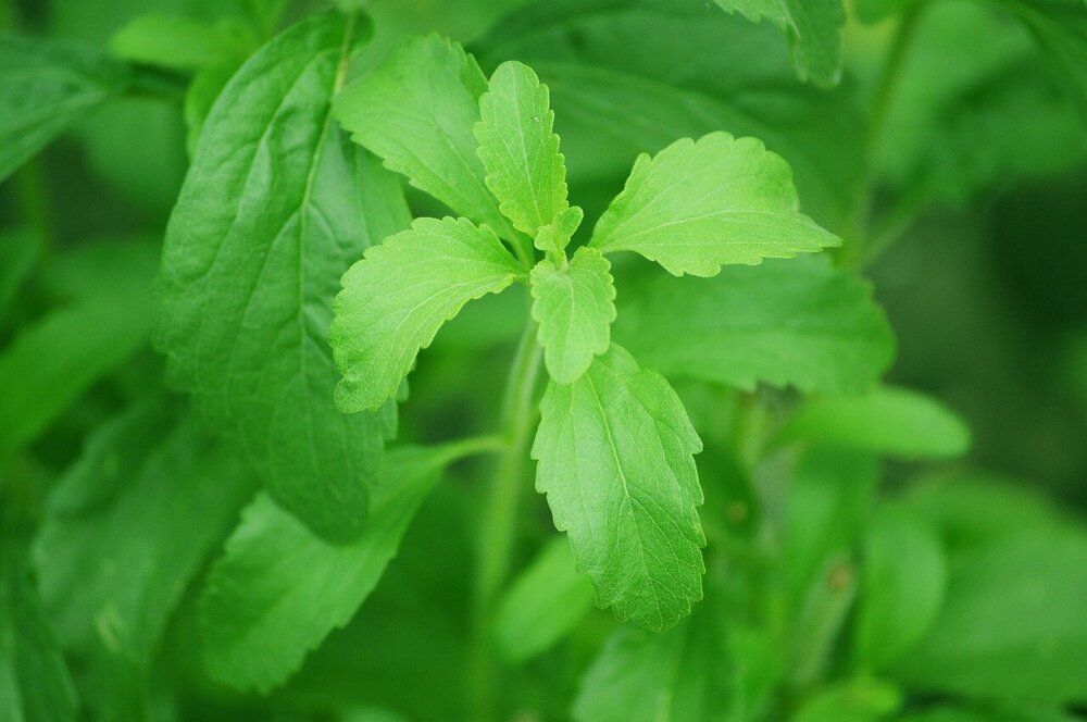 stevia-74187.jpg