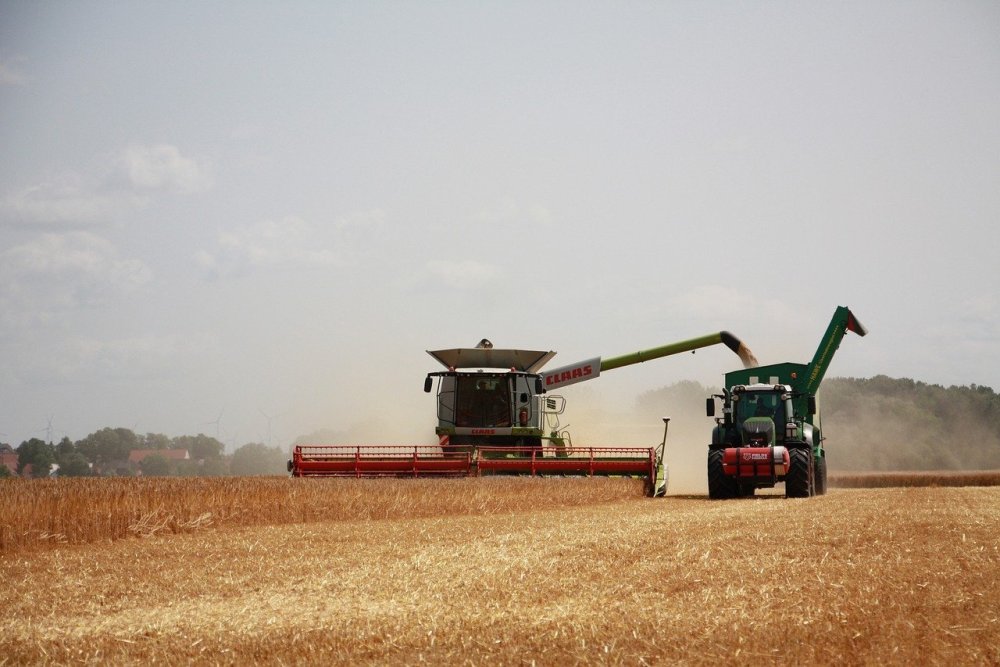 harvest-8192037.jpg