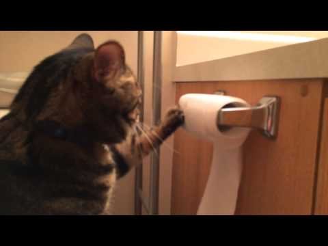 "Bu Kedi Ne Yaptığını Biliyor..!" Hakkında diğer bilgiler